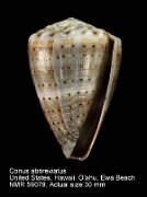 Conus abbreviatus
